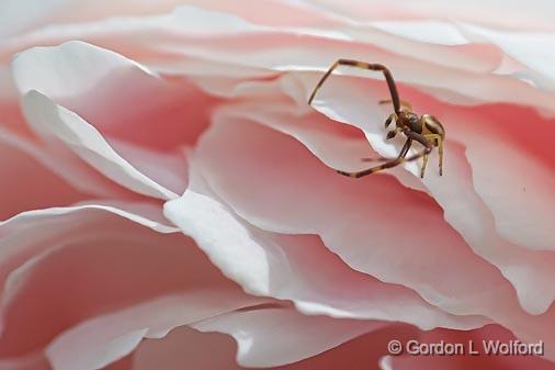 Spider On A Peony_53753.jpg - Photographed near Carleton Place, Ontario, Canada.